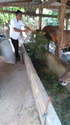 Kegiatan Tim PMK kabupaten buleleng vaksinasi sapi 